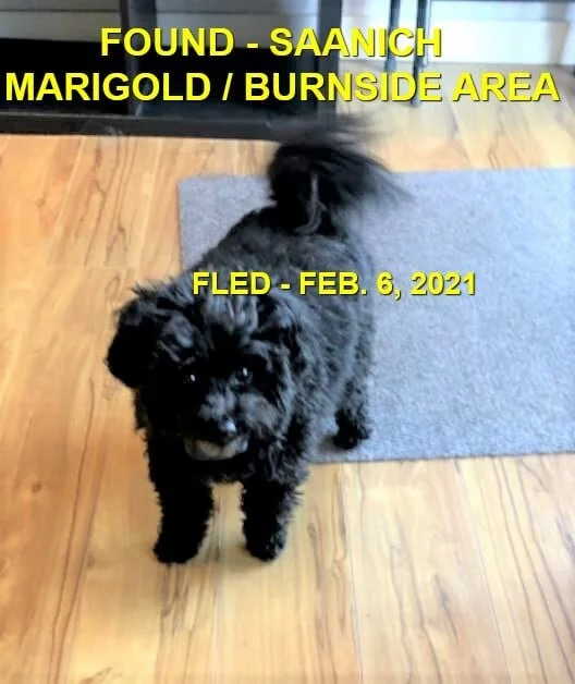 HAPPY ENDINGS - SAANICH BC - FEB 6, 2021