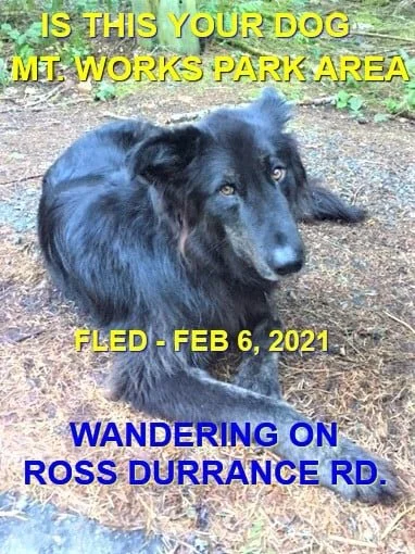 WENT HOME ON THEIR OWN - HIGHLANDS BC - FEB 6, 2021