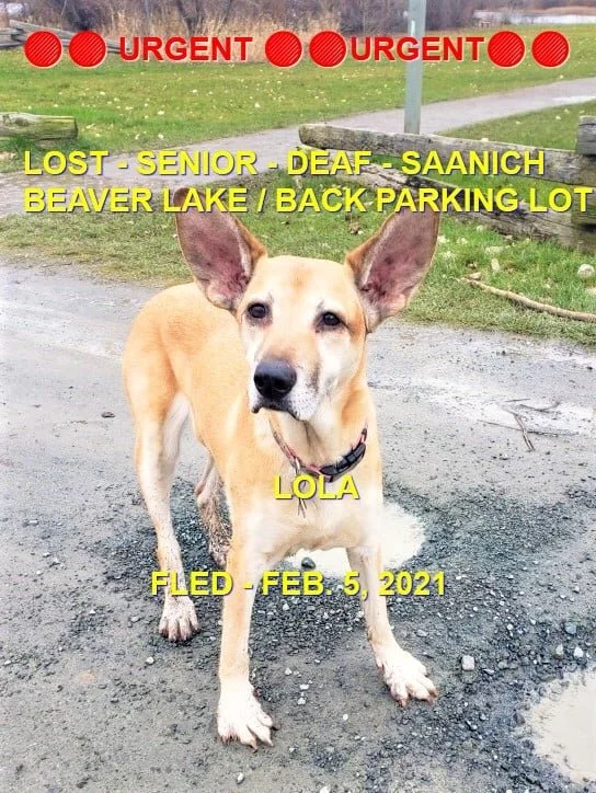 HAPPY ENDINGS - SAANICH BC - FEB 5, 2021