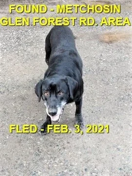 WENT HOME ON THEIR OWN - METCHOSIN BC - FEB 3, 2021
