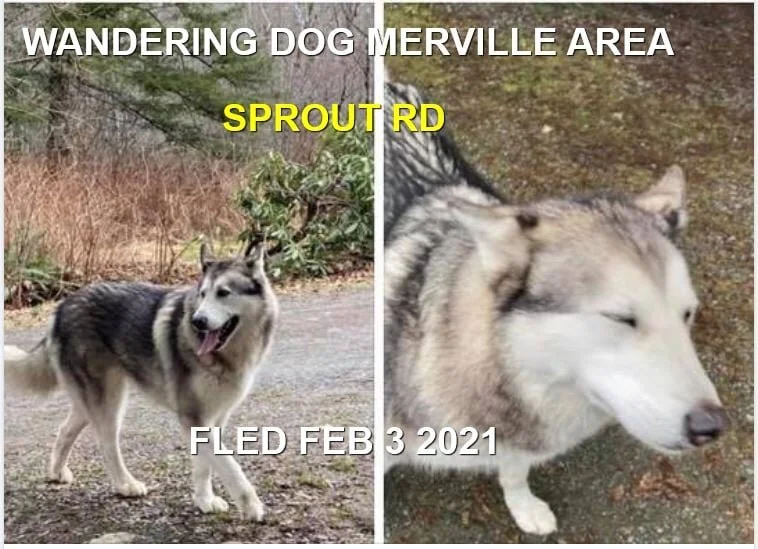 WANDERING - MERVILLE BC - FEB 3, 2021