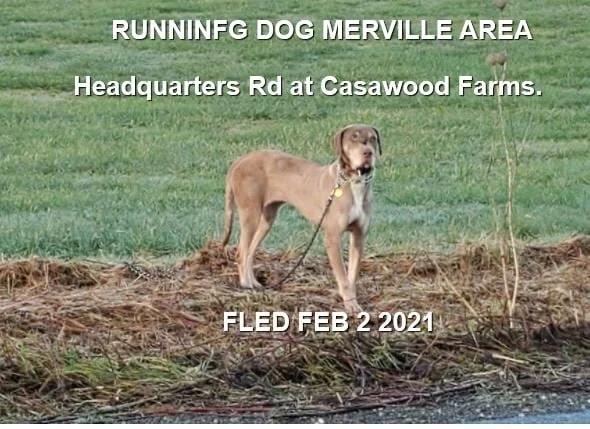 WANDERING - MERVILLE BC - FEB 2, 2021