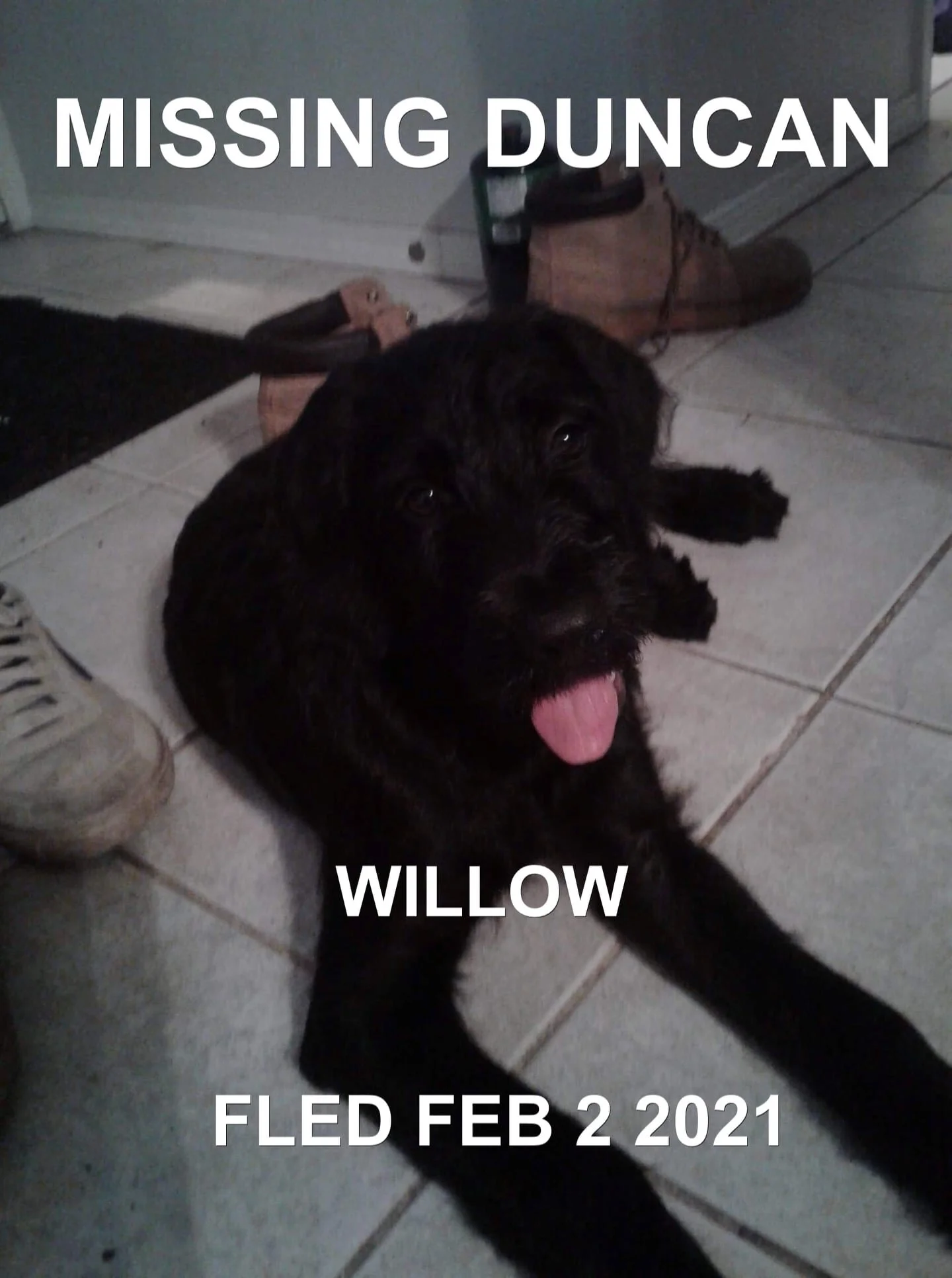 A VERY HAPPY ENDING AFTER BEING IN A FATAL CAR ACCIDENT - DUNCAN - JAN. 31, 2021  WILLOW WAS FOUND FEB 5