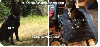 HAPPY ENDINGS - WHISKEY CREEK BC - JAN 28, 2021