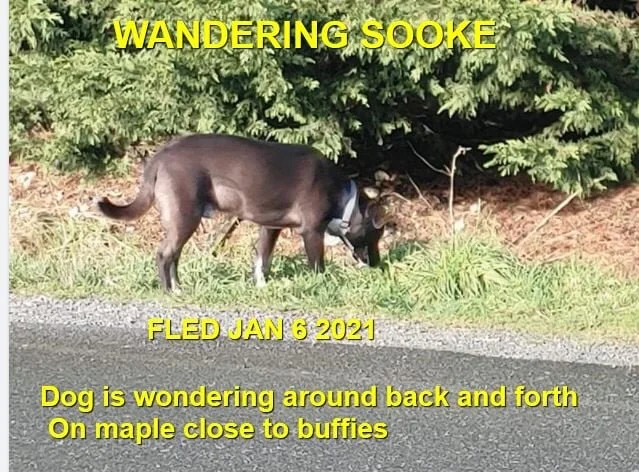 WANDERING - SOOKE BC - JAN. 6, 2021