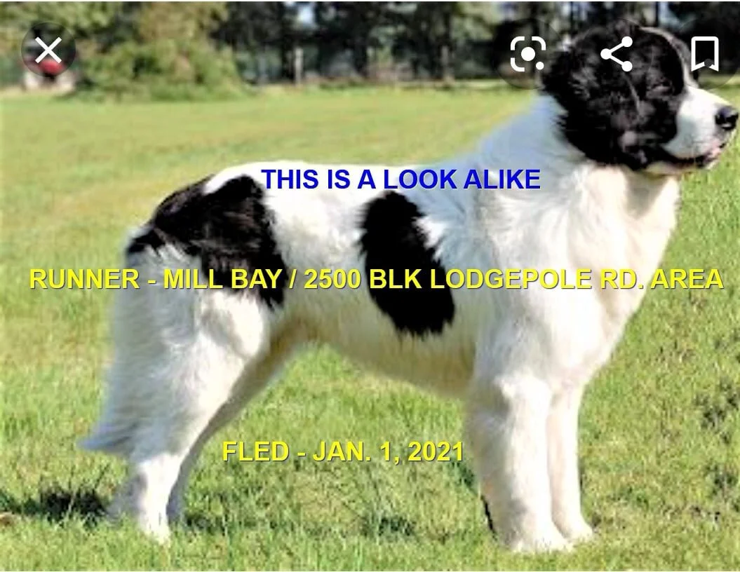 HAPPY ENDINGS - MILL BAY BC - JAN 1, 2021