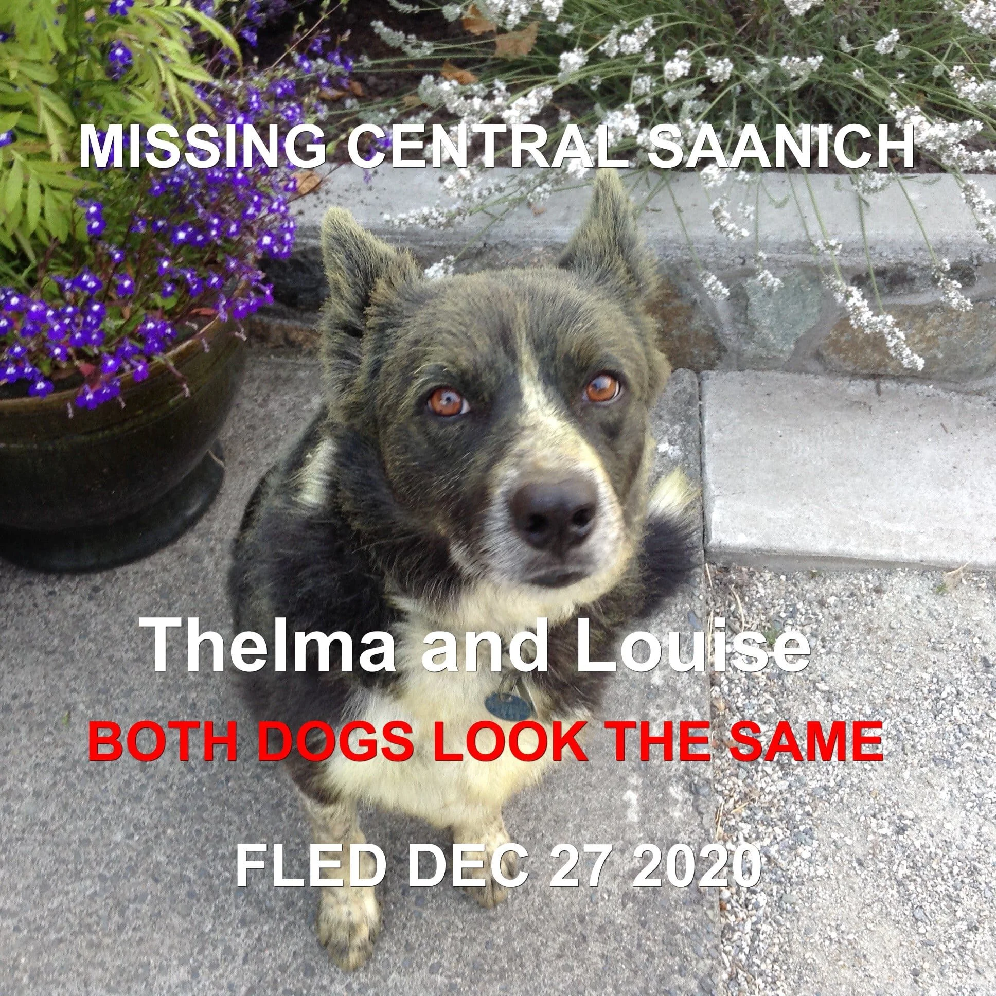 HAPPY ENDINGS - CENTRAL SAANICH BC - DEC. 27, 2020