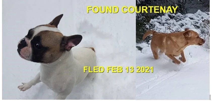 GONE TO SHELTER - COURTENAY BC - FEB 13, 2021