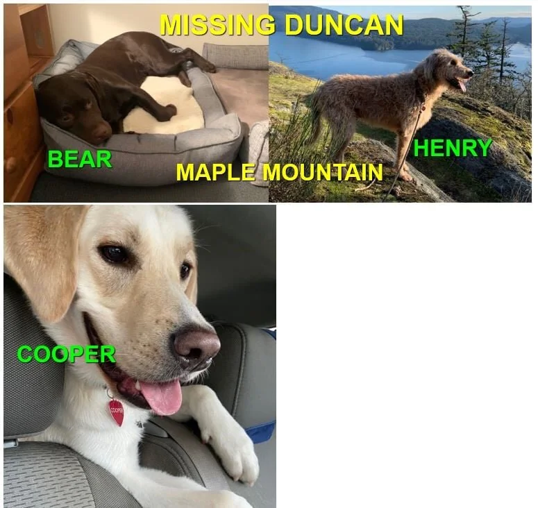 HAPPY ENDING FOR ALL THREE DOGS - DUNCAN BC - FEB. 11, 2021