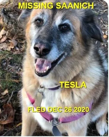 HAPPY ENDINGS - SAANICH BC - DEC. 26, 2020