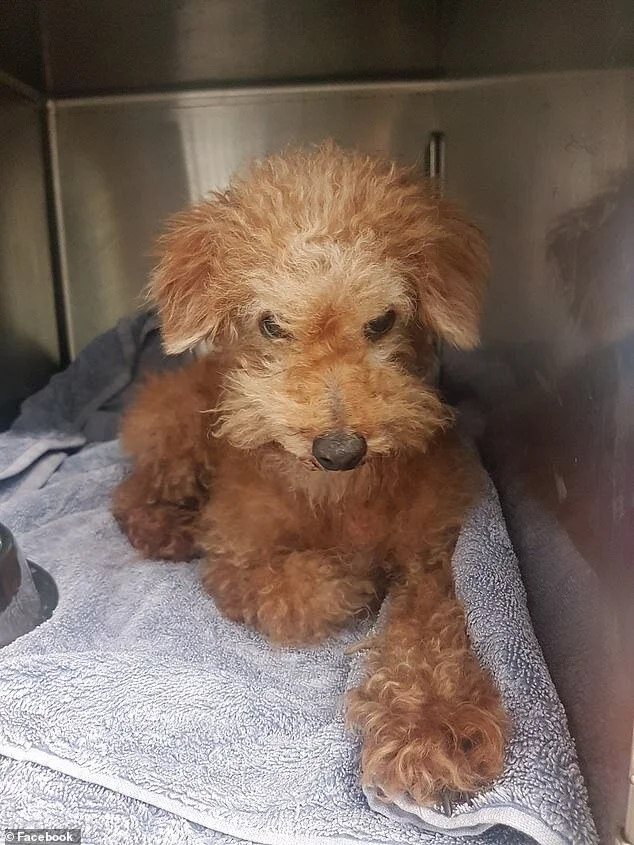 SUCCESS STORIES - DOG MISSING FOR 3 YEARS HOME - DEC. 24, 2020