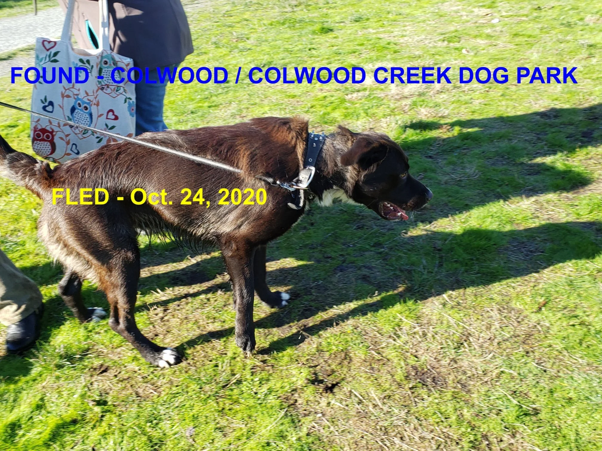GONE TO SHELTER - COLWOOD BC - OCT. 24, 2020