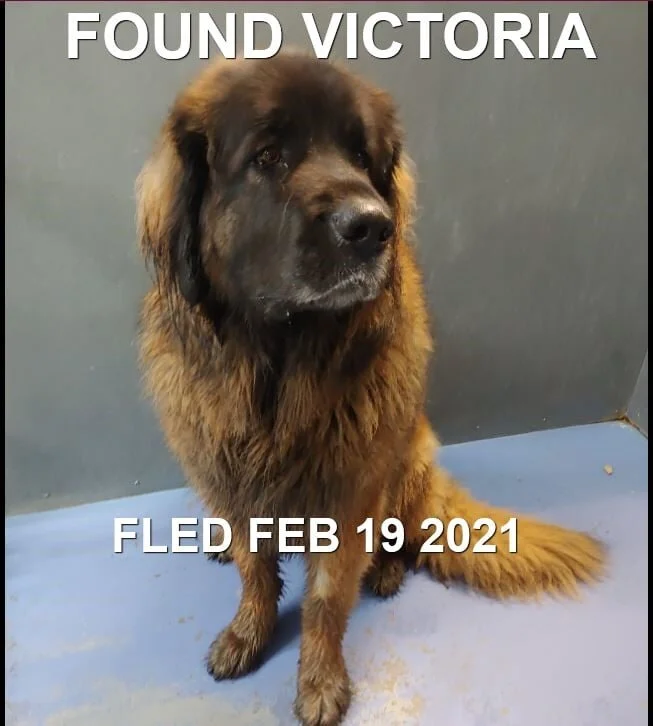 GONE TO SHELTER -VICTORIA BC - FEB. 19, 2021