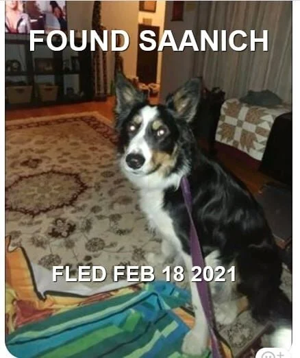 TIMO - HAPPY ENDINGS - SAANICH BC - FEB 18, 2021