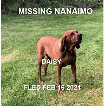 DAISY - HAPPY ENDINGS - NANAIMO BC. - FEB 16, 2021