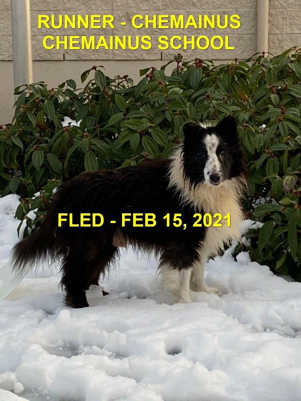 ACE - HAPPY ENDINGS - CHEMAINUS BC - FEB 15, 2021