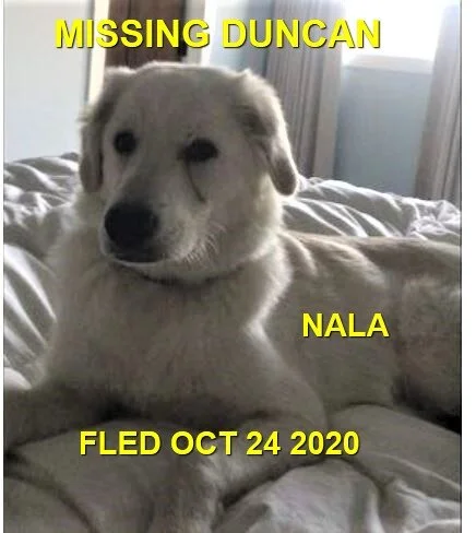 NALA - HAPPY ENDINGS - DUNCAN BC - OCT. 20, 2020