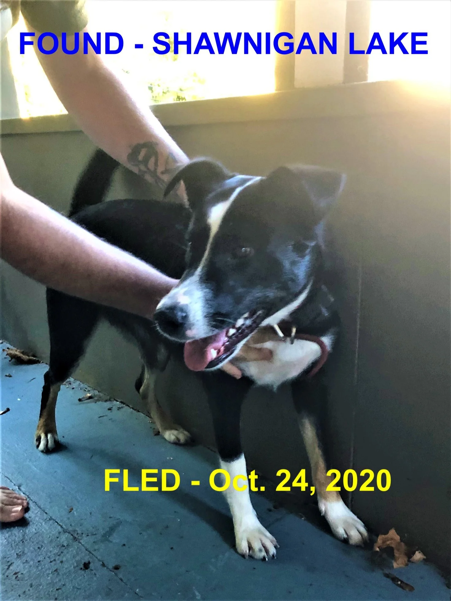 HAPPY ENDINGS - SHAWNIGAN LAKE BC - OCT. 24, 2020