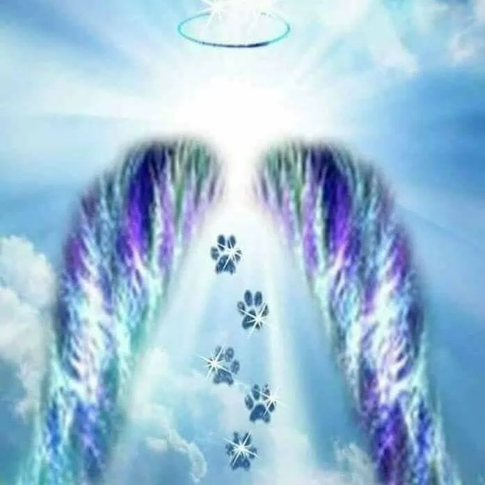OVER THE RAINBOW BRIDGE - DUNCAN BC - OCT 24, 2020  WE ALL GAVE HER THE NAME "BENCH"