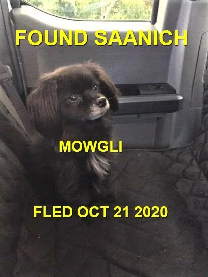 MOWGLI - HAPPY ENDINGS - SAANICH BC - OCT. 21, 2020
