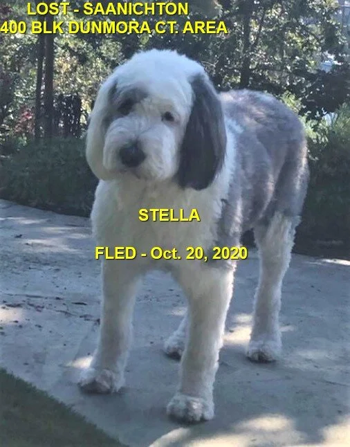STELLA - HAPPY ENDINGS - SAANICHTON BC - OCT. 20, 2020