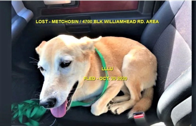 LULU - HAPPY ENDINGS - METCHOSIN BC - OCT. 20, 22020