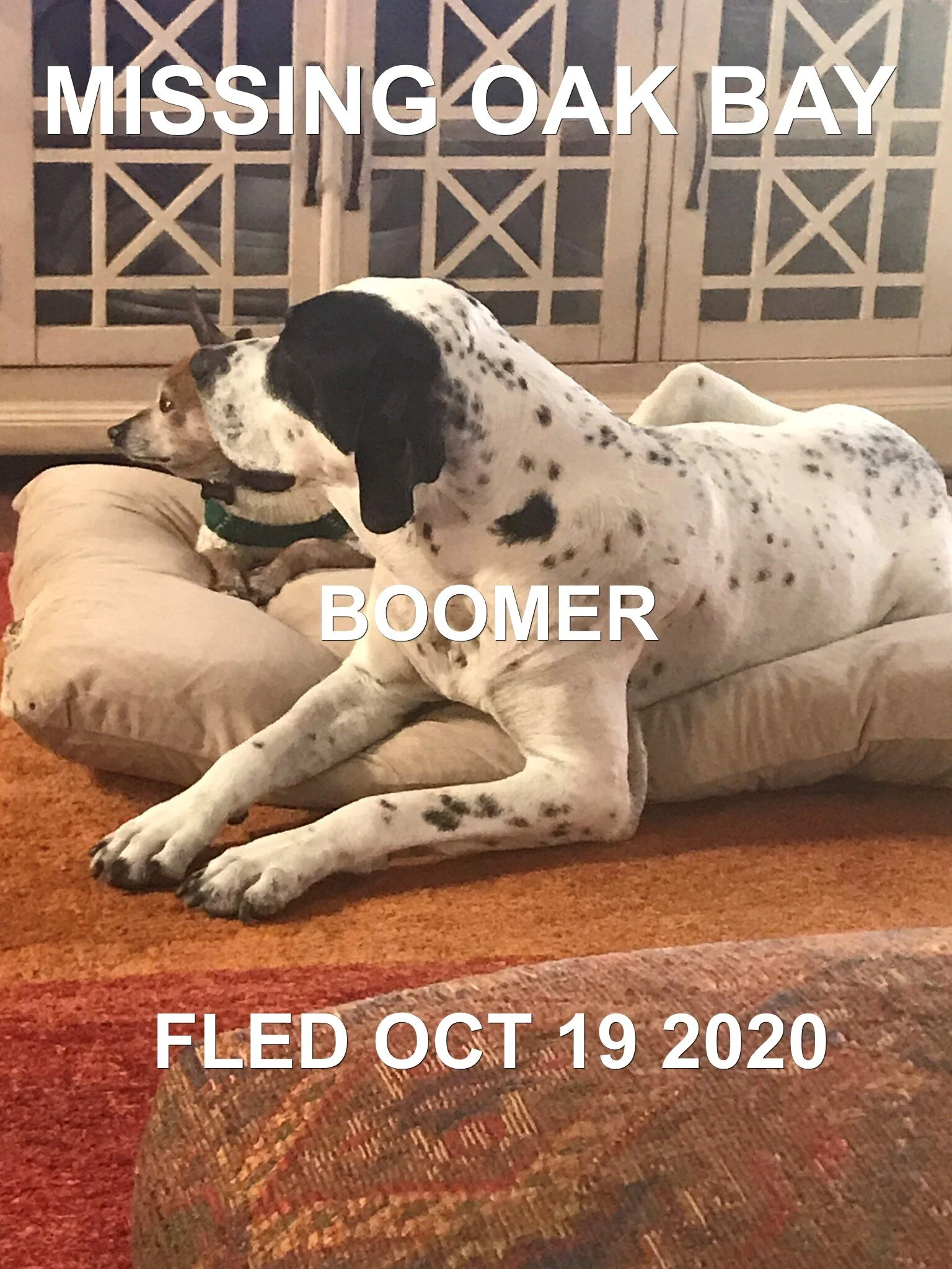 BOOMER - OVER THE RAINBOW BRIDGE - OAK BAY BC - OCT 19, 2020