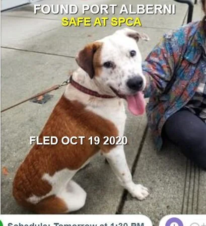 GONE TO SHELTER - PORT ALBERNI BC - OCT. 19, 2020