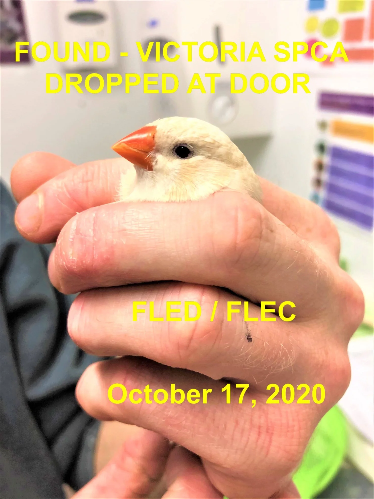 CANARY - GONE TO SHELTER - VICTORIA BC. - OCT. 17, 2020