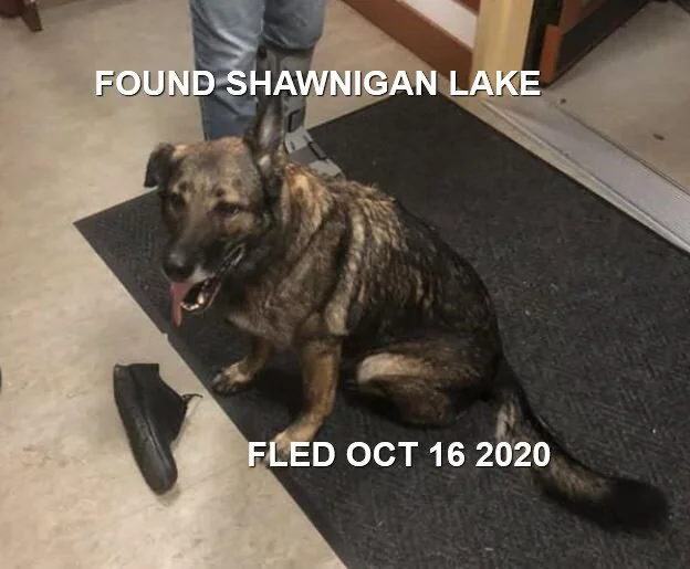 HAPPY ENDINGS - SHAWNIGAN LAKE BC - OCT. 16, 2020