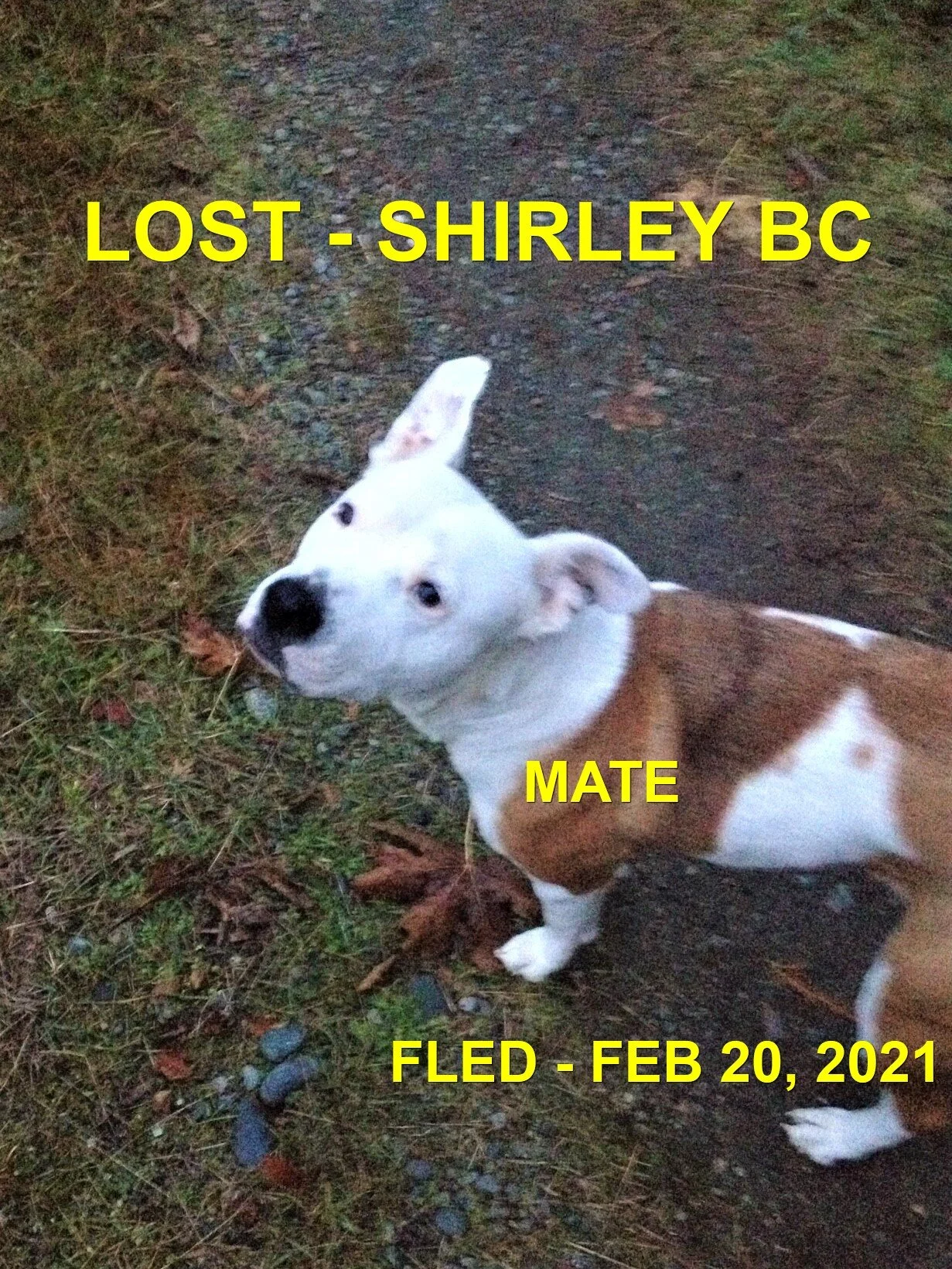 MATE - HAPPY ENDINGS - SHIRLEY BC - FEB. 20, 2021