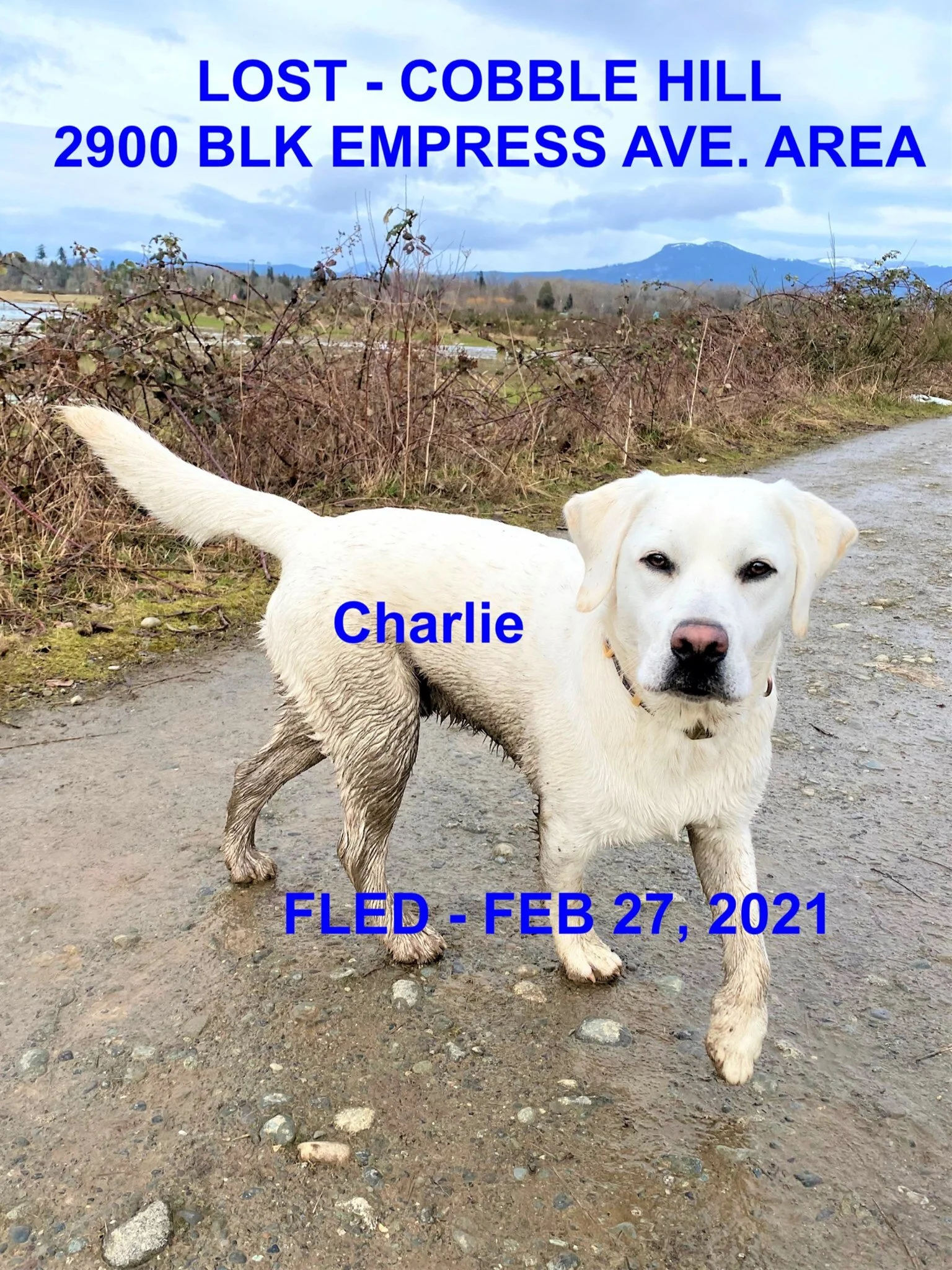 HAPPY ENDINGS  - COBBLE HILL BC - CHARLIE / FEB 27, 2021