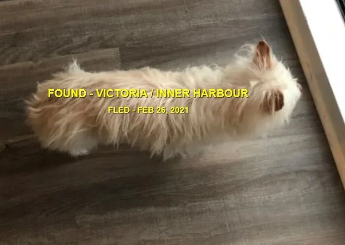 HAPPY ENDINGS - VICTORIA BC - LOUIE - FEB. 26, 2021