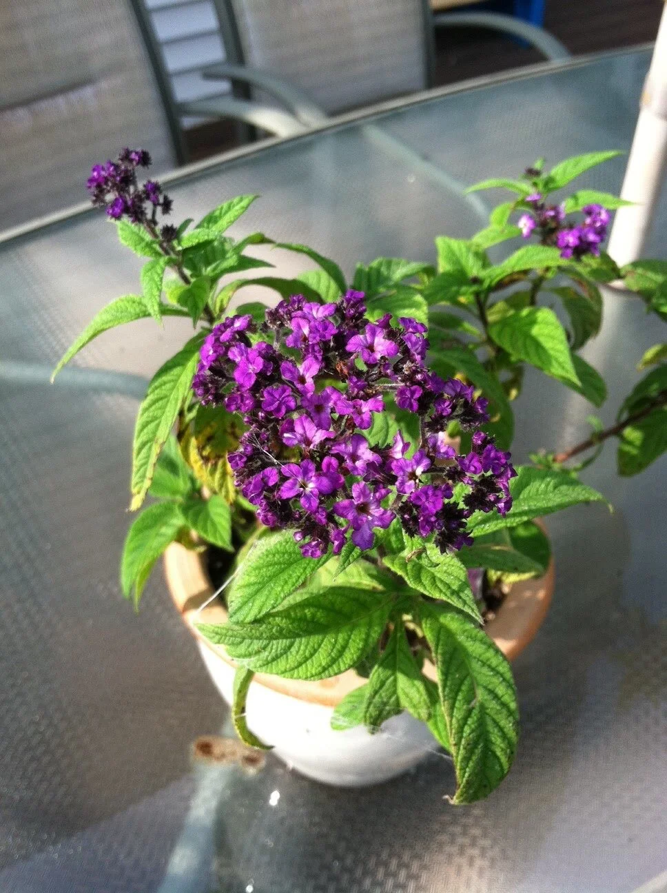 PSA - TOXIC PLANT - DEADLY TO DOGS AND CATS