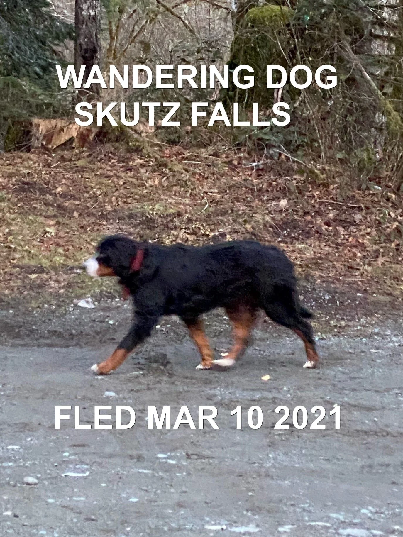 WENT HOME ON THEIR OWN - COWICHAN BC (SKUTZ FALLS) - MAR 10, 2021