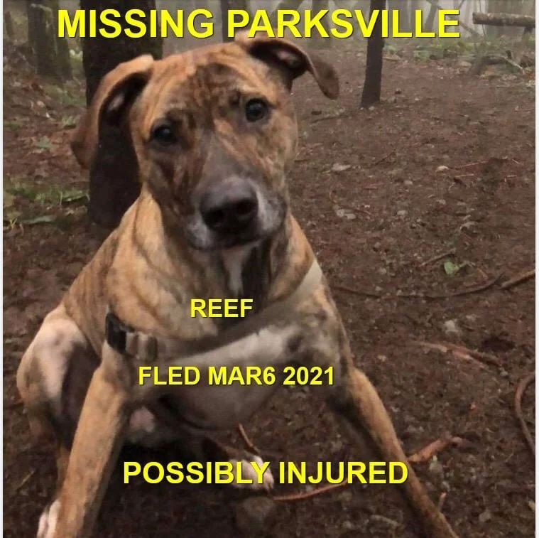 HAPPY ENDINGS - PARKSVILLE BC - REEF - MAR 6, 2021