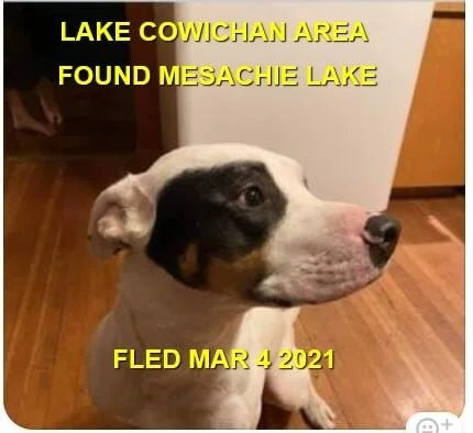 HAPPY ENDINGS - LAKE COWICHAN BC - MAR. 4, 2021