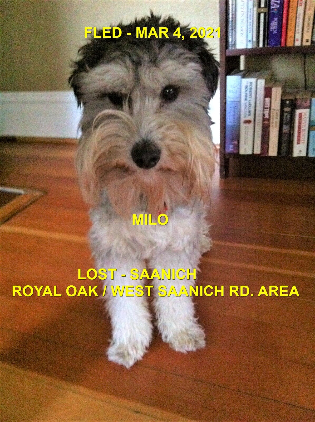 HAPPY ENDINGS - SAANICH BC - MILO - MAR. 4, 2021