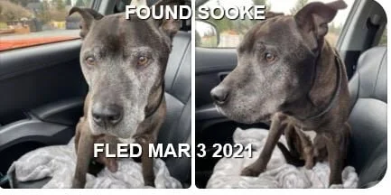 FOUND - SOOKE BC - MAR 3, 2021