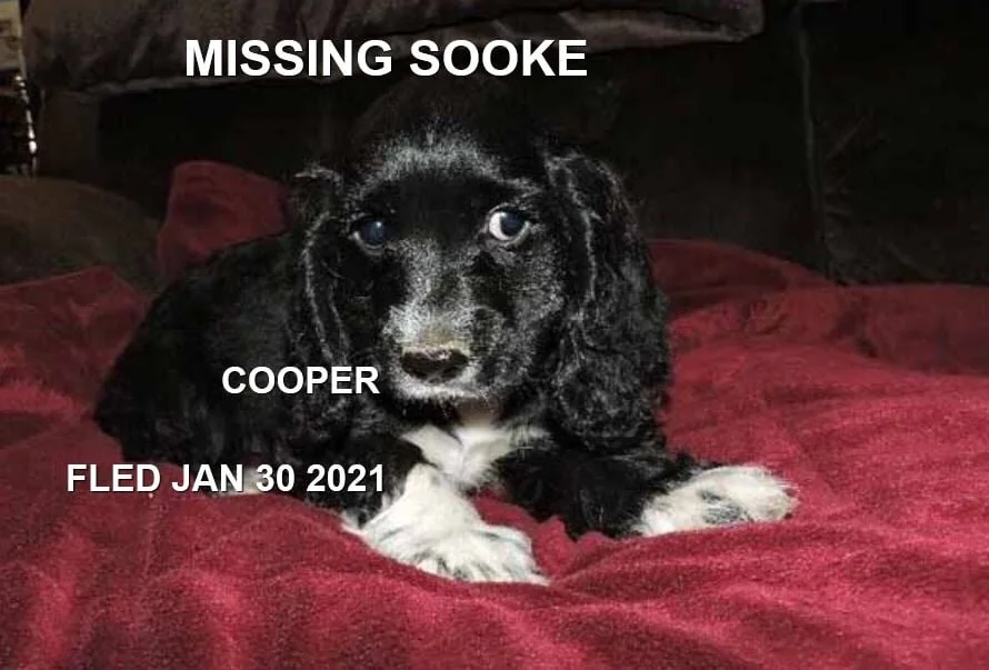 STILL MISSING - SOOKE BC. - COOPER - JAN. 24, 2021