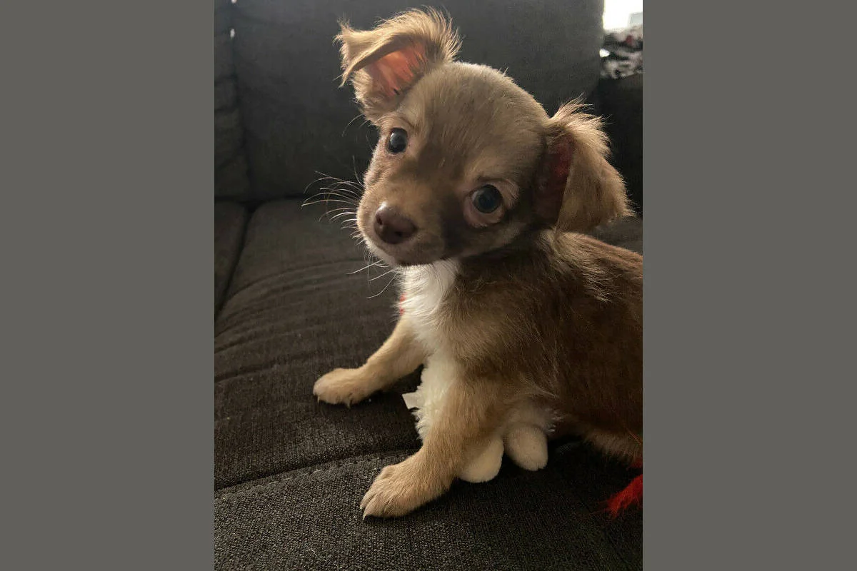 STILL MISSING - VERNON BC - DASH - JAN. 11, 2021