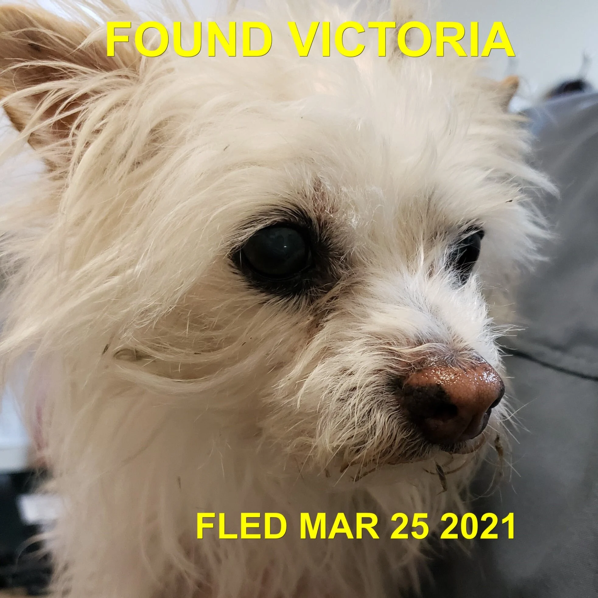 HAPPY ENDINGS - VICTORIA BC - LOUIE - MAR. 25, 2021