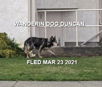 WANDERING - DUNCAN BC - MAR. 23, 2021