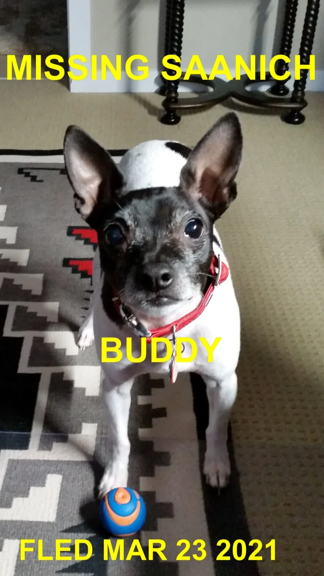 HAPPY ENDINGS - SAANICH BC - BUDDY - MAR. 23, 2021