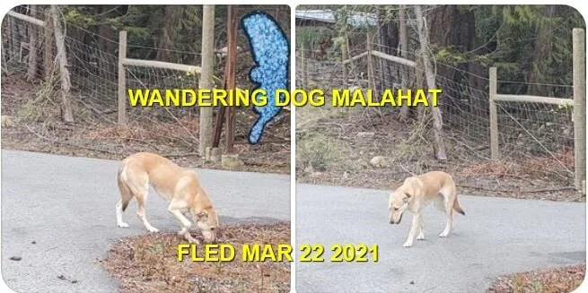 WANDERING - MALAHAT BC - MAR. 22, 2021