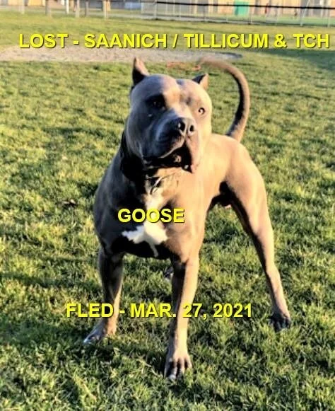 HAPPY ENDINGS - SAANICH BC - GOOSE - MAR. 27, 2021