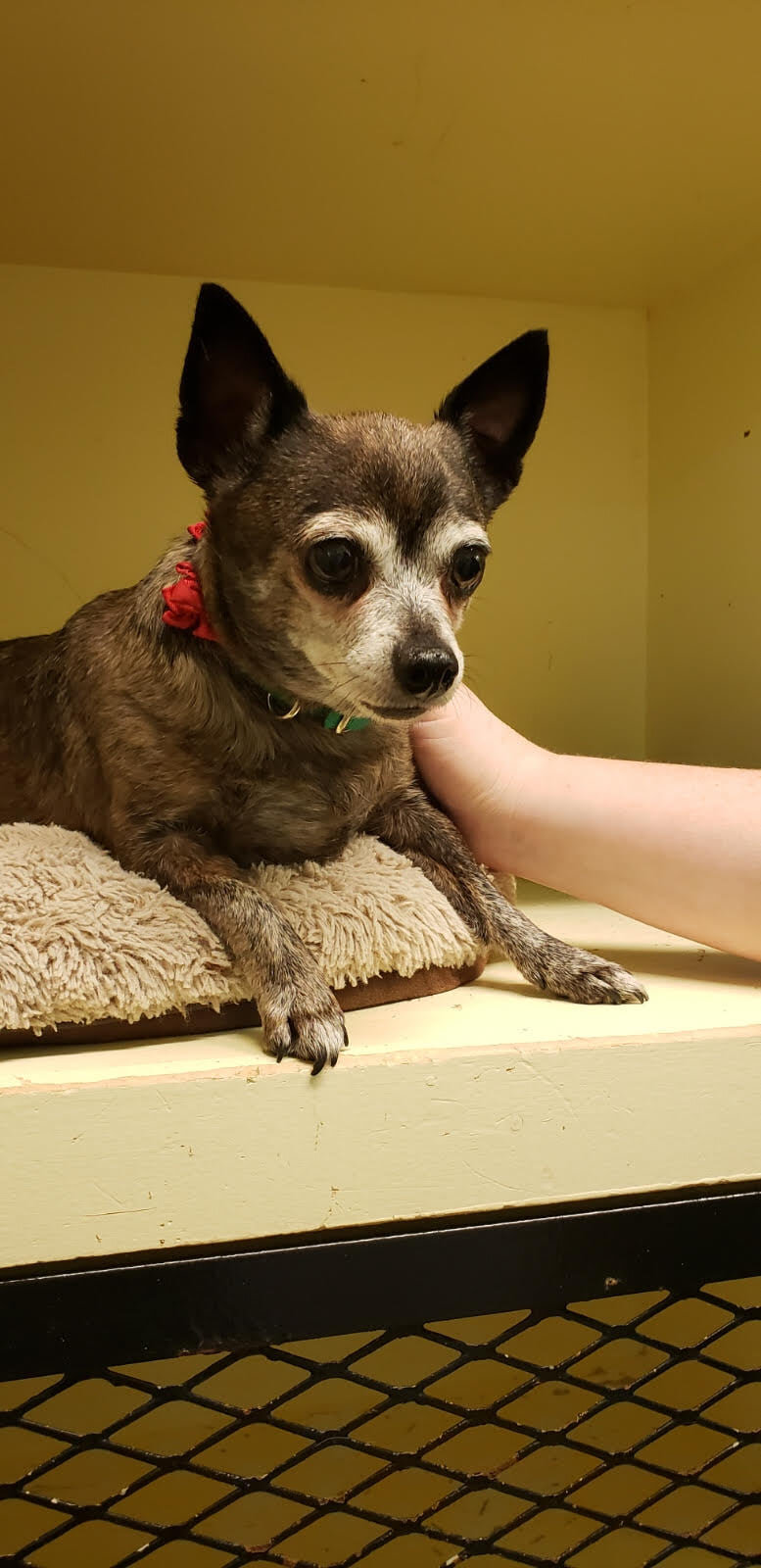 HAPPY ENDINGS - DUNCAN BC - ZOEY - MAR. 15, 2021