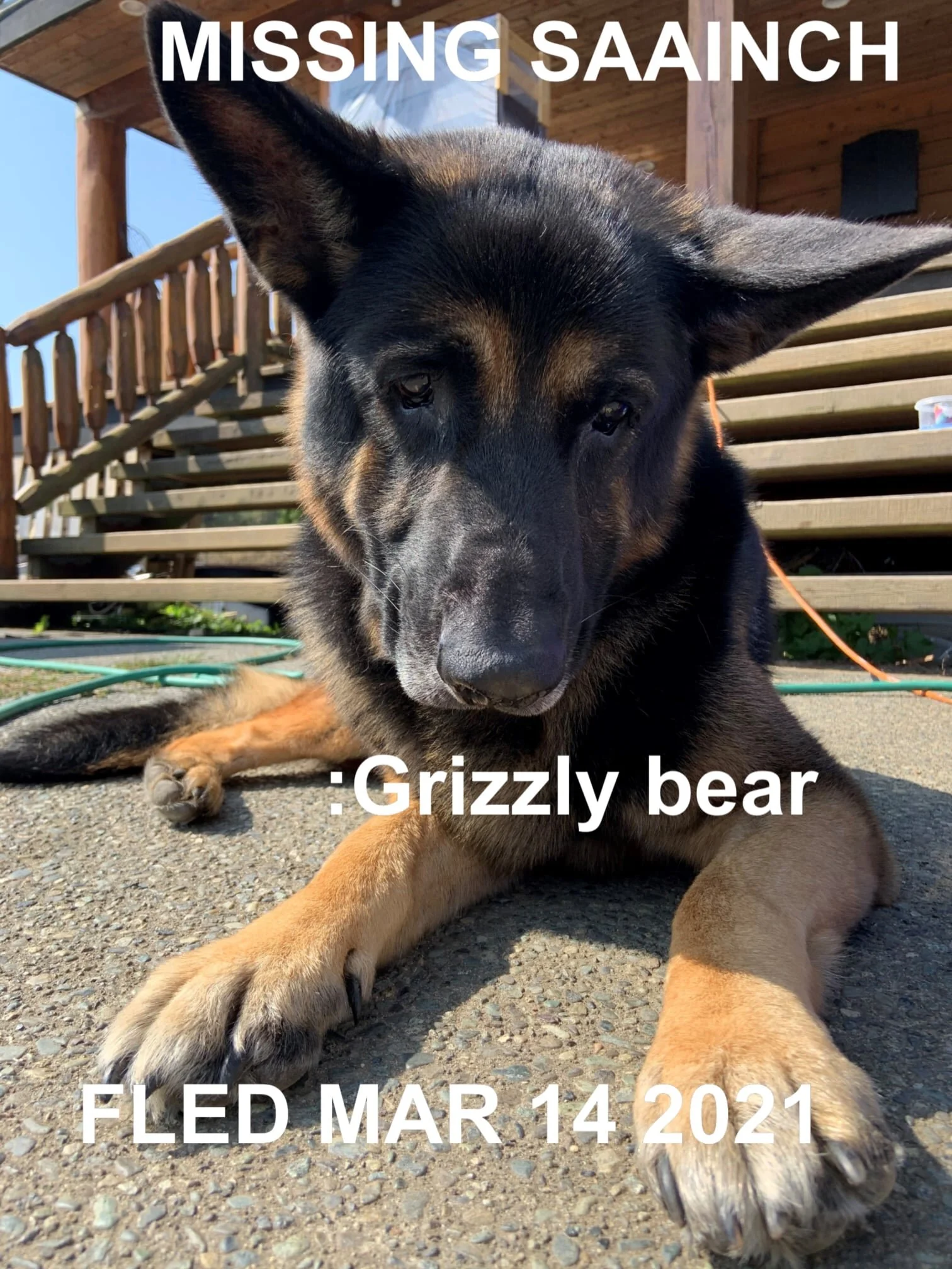 HAPPY ENDINGS - SAANICH BC - GRIZZLY BEAR - MAR. 14, 2021