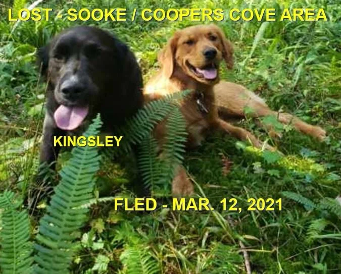 HAPPY ENDINGS - SOOKE BC - KINGSLEY - MAR 11, 2021
