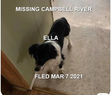 HAPPY ENDINGS - CAMPBELL RIVER BC - ELLA - MAR. 7, 2021 (AFTER ABOUT TWO WEEKS MISSING)